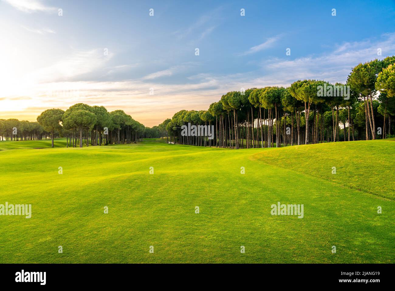 Golf course at sunset with beautiful blue sky. Scenic panoramic view of perfect golf fairway. Golf field with high pines Stock Photo