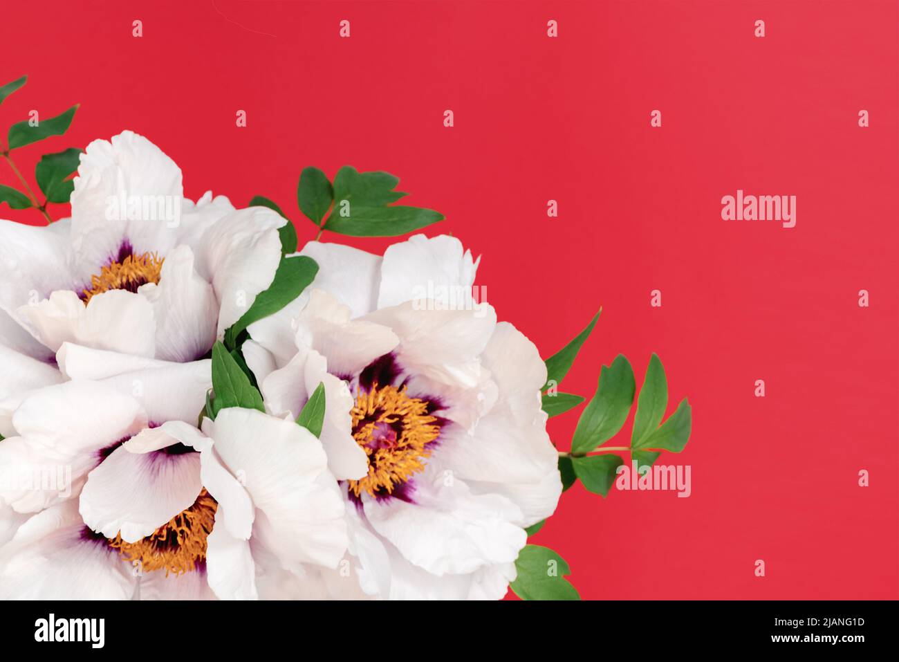 Soft focus Close up of a bouquet of beautiful white peonies in female ...