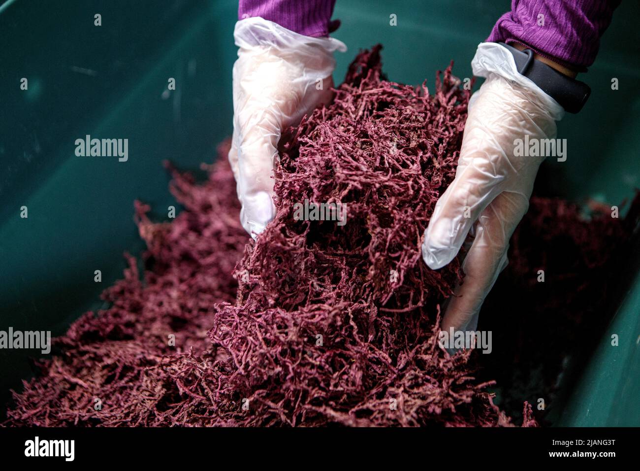 TIACHIV, UKRAINE - MAY 28, 2022 - A person in plastic gloves holds grated dry beetroot as volunteers make Chornobaivka dry borscht kits for the Ukrain Stock Photo