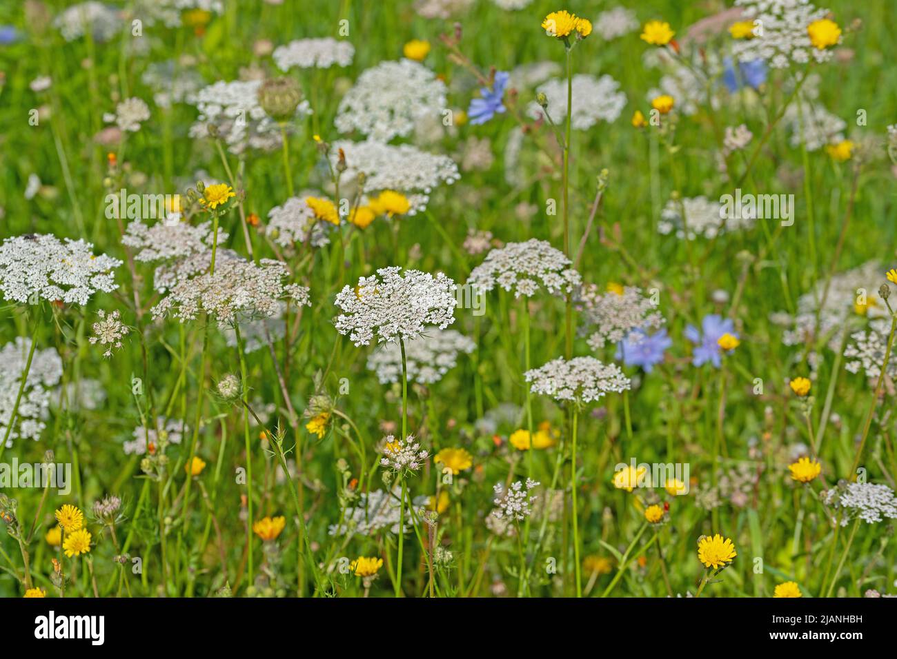 Wildflower strips hi-res stock photography and images - Alamy