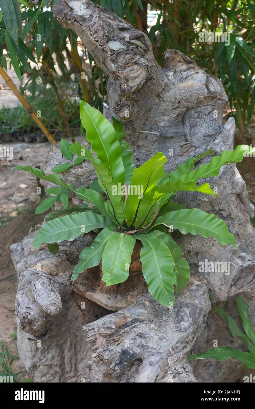 Bird'snest fern is an evergreen fern commonly known as the hart's