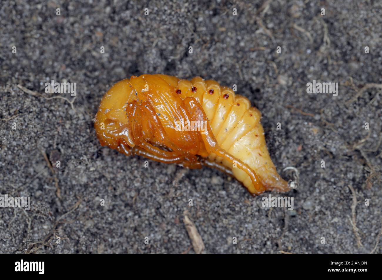 Summer Chafer, European June Beetle (Amphimallon solstitiale), pupa. Stock Photo