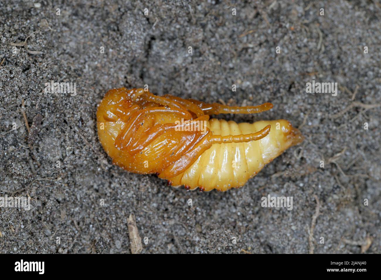 Summer Chafer, European June Beetle (Amphimallon solstitiale), pupa. Stock Photo