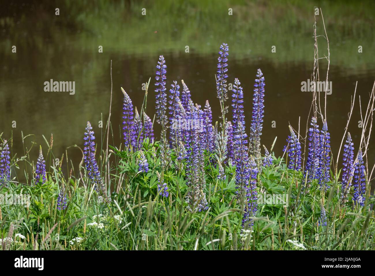 Blooming purple lupine along the river Haase near Haselune, Germany Stock Photo