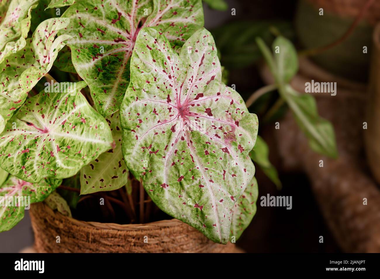 Leaf of 'Caladium Miss Muffet' houseplant with pink and green leaves with red dots Stock Photo