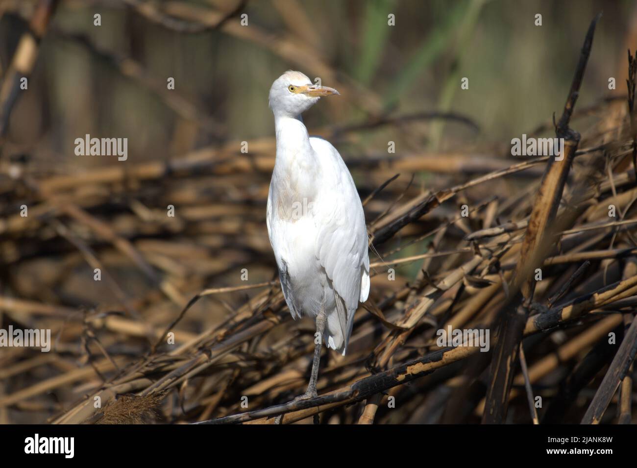 The cattle egret (Bubulcus ibis Stock Photo - Alamy