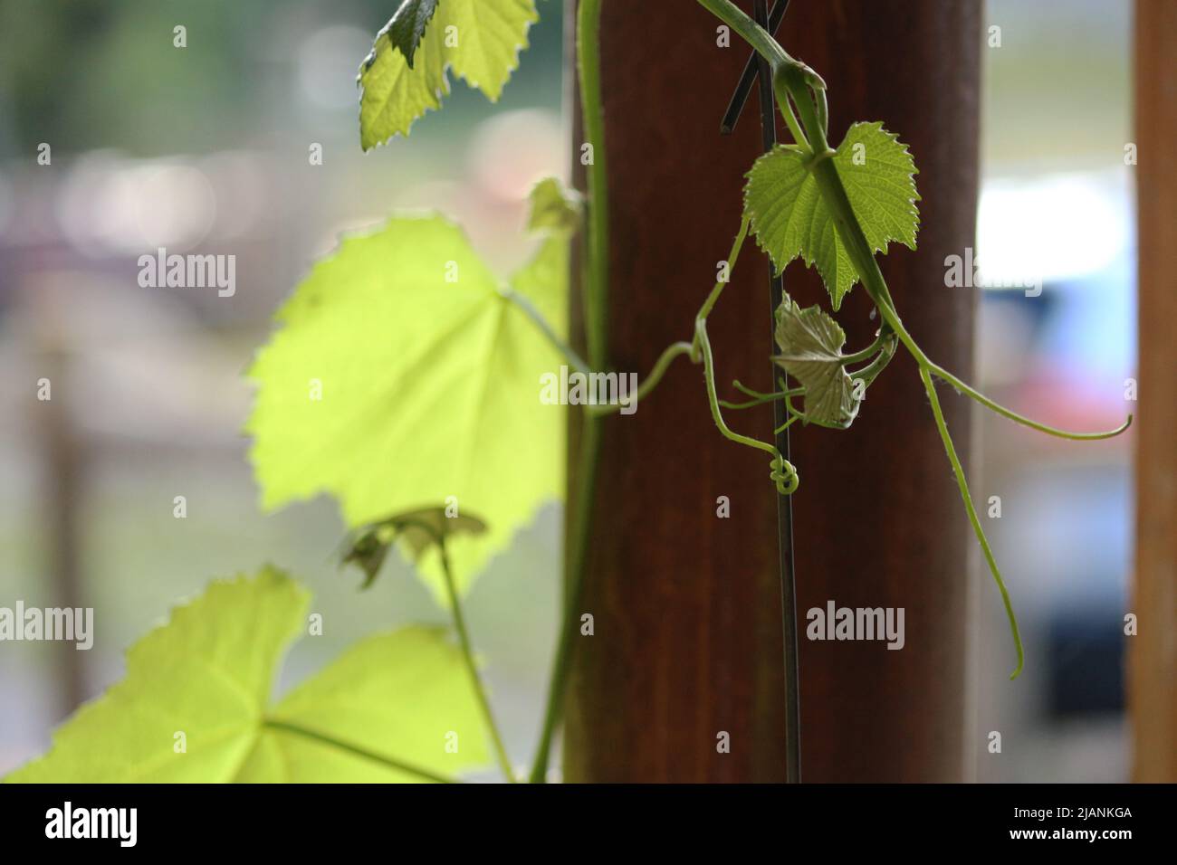 Selective focus on Young shoots of a vine, leaning against a wooden pole in growing Stock Photo