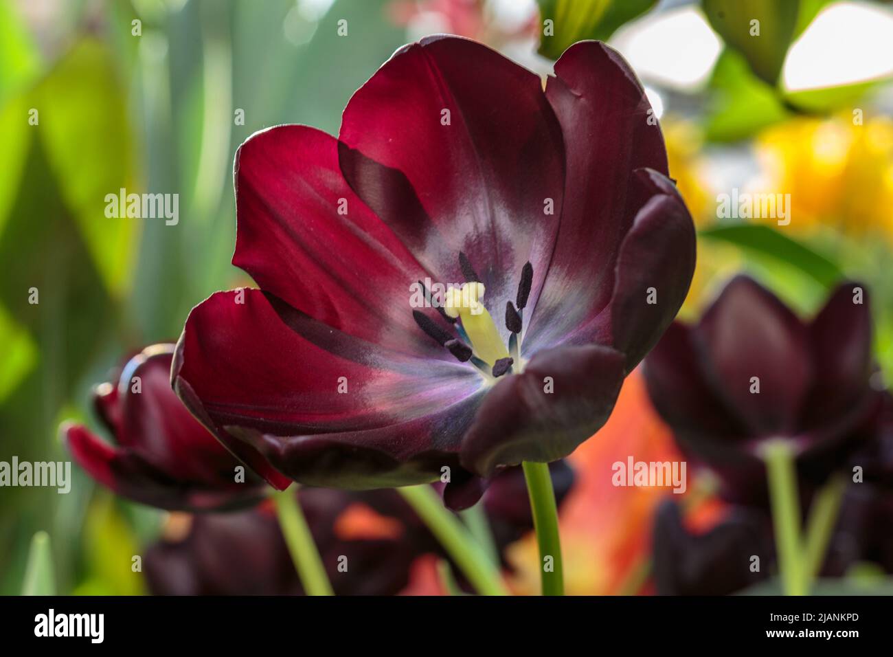 Black tulip flower. Spring garden background. Beautiful tulips growing