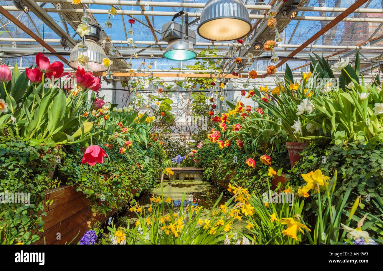 Many flowers in a greenhouse. Production and cultivation flowers Stock