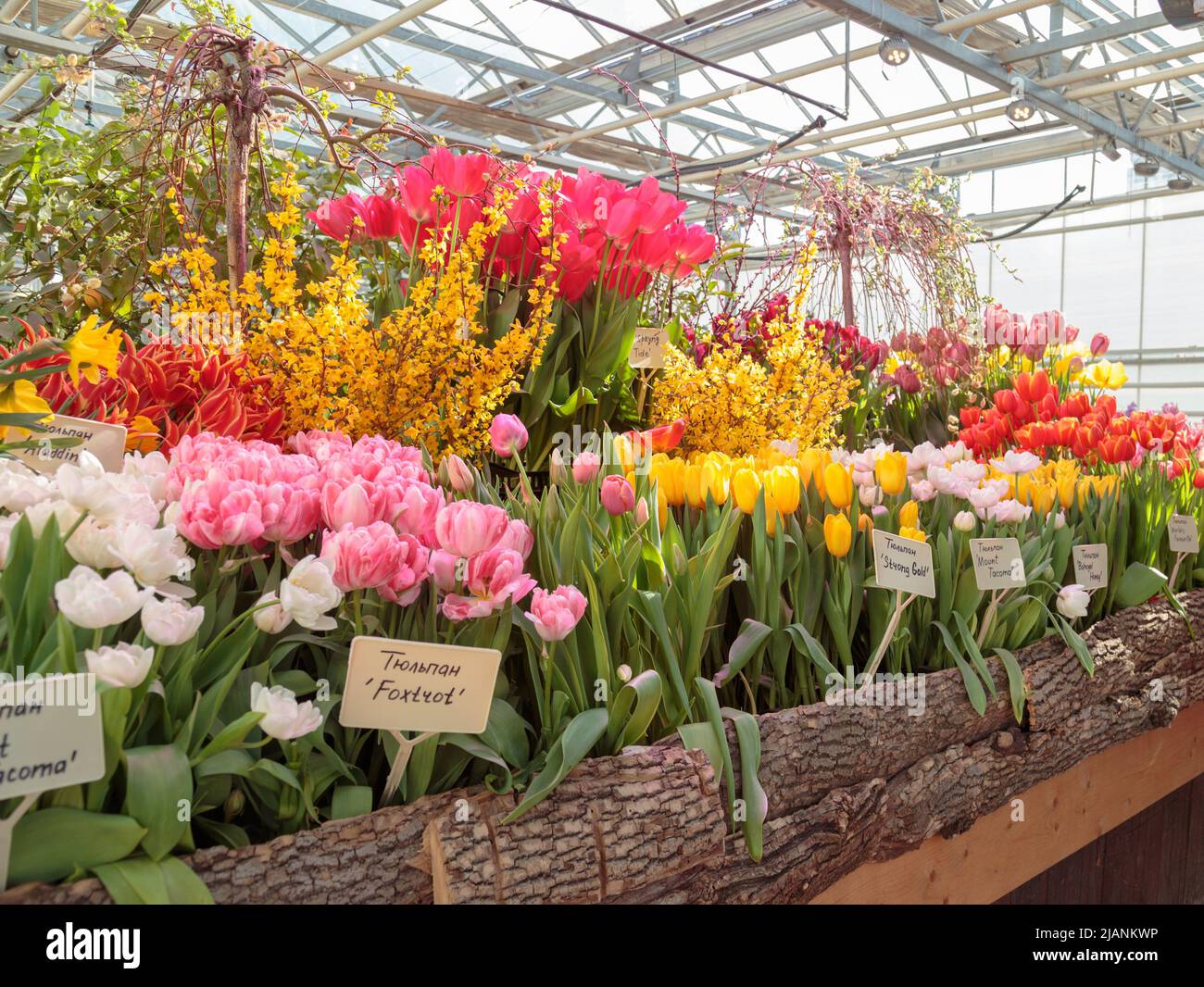 Flowers in green house. Floral bouquet shop. Blooming plants and multi