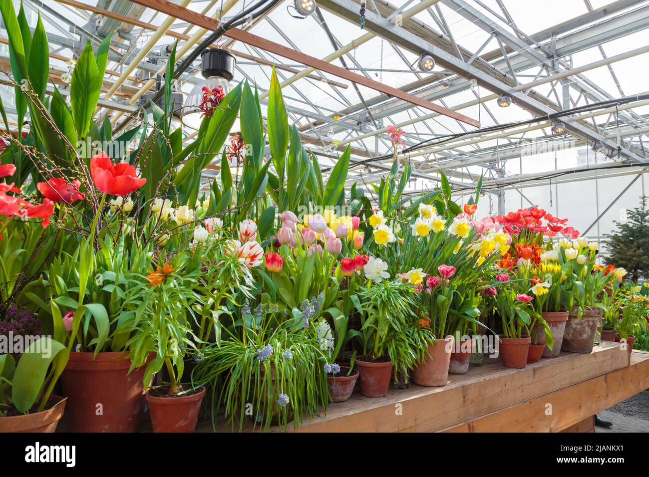Blooming Flowers inside a garden center greenhouse Stock Photo Alamy