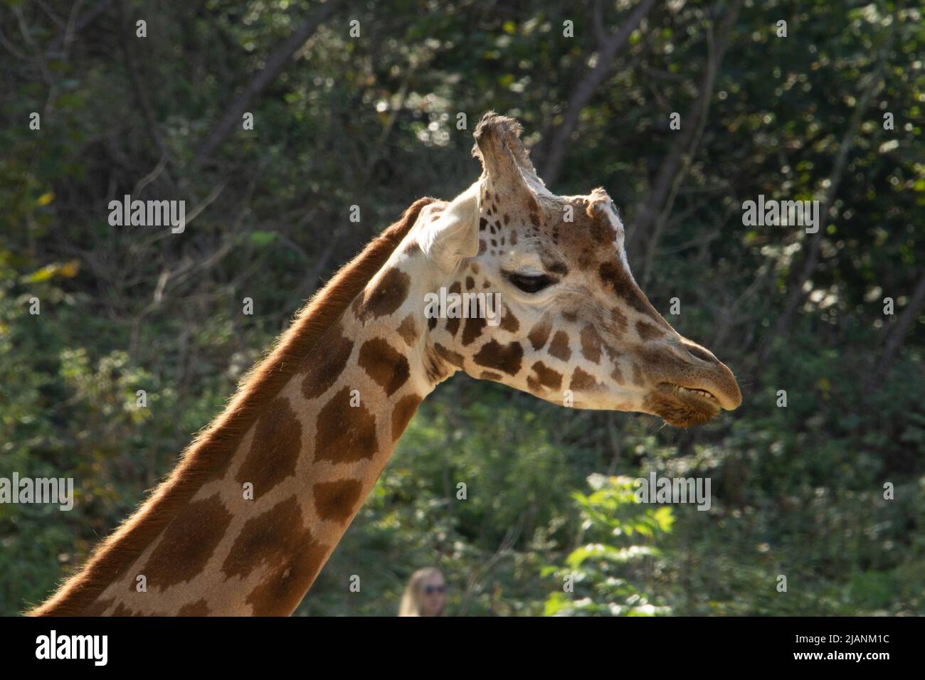 Rothschild's giraffe (Giraffa camelopardalis rothschildi) head and neck ...
