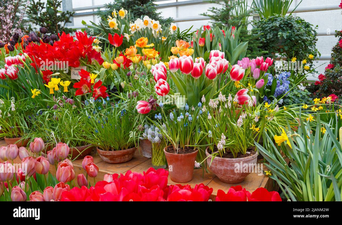 Many flowers in a greenhouse. Production and cultivation flowers Stock