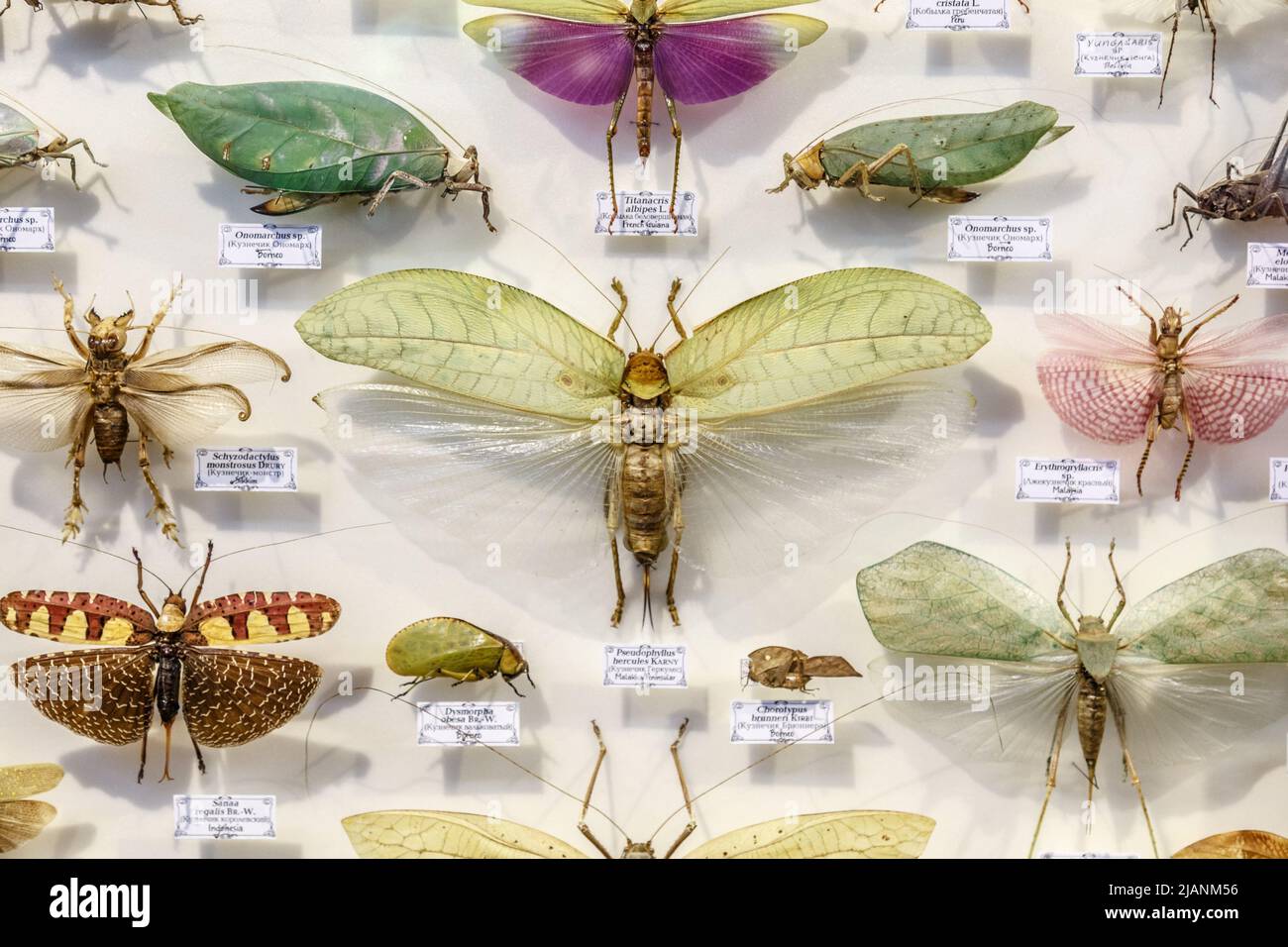 Moscow, Russia - March 12, 2019: Collection of dried natural insects in ...