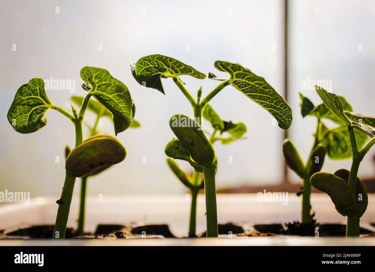 bean plants growing in a greenhouse Stock Photo - Alamy