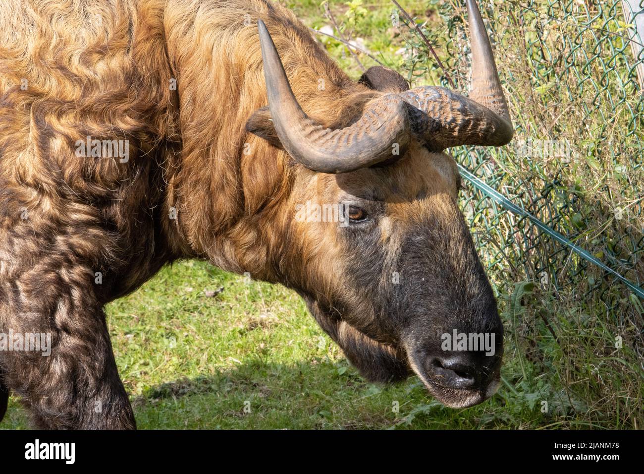 the head of a Mishmi takin (Budorcas taxicolor taxicolor) with green grass  in the background Stock Photo - Alamy