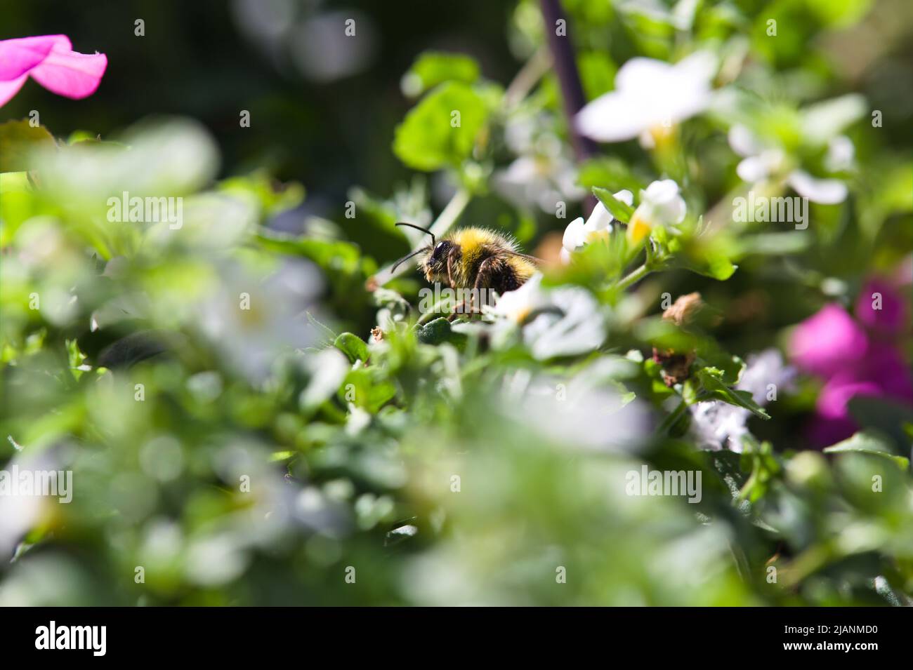 Natural World - Close-up of a bee foraging on summer flowers Stock Photo