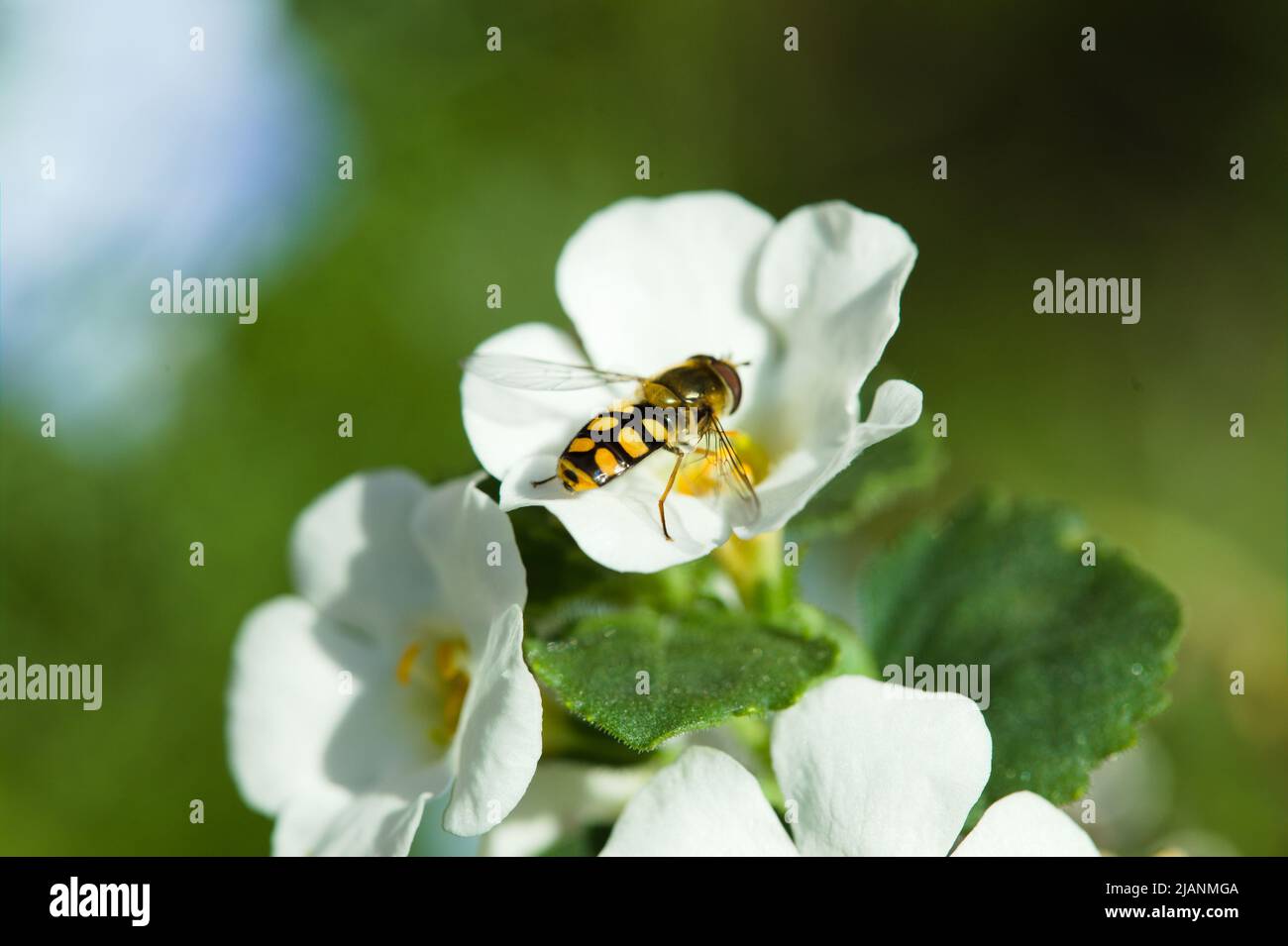 Biodiversity - Close-up of a hoverfly foraging in a white flower Stock Photo