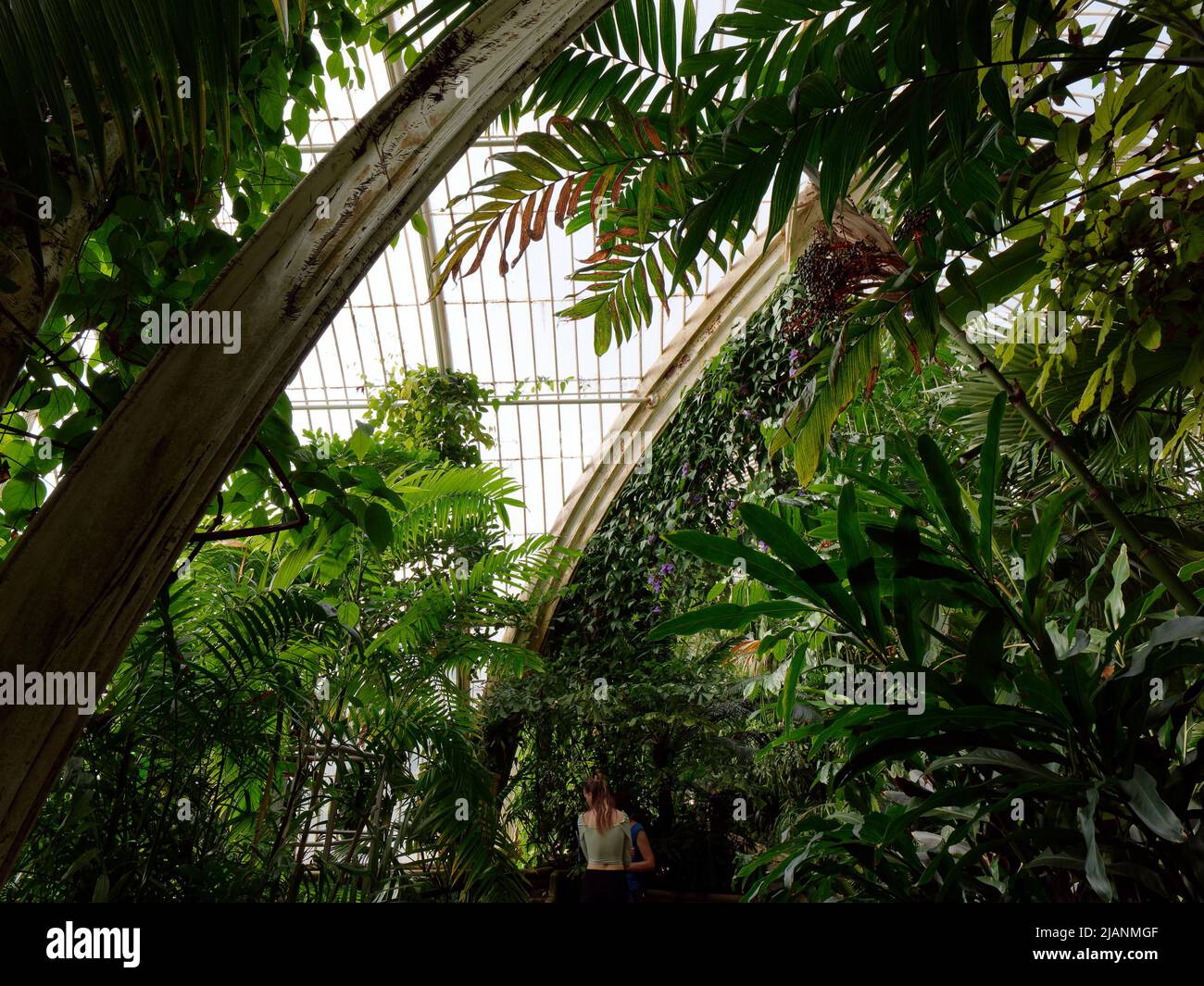 Richmond, Greater London, England, May 18 2022: Royal Botanic Gardens Kew. Palm House interior covered in flora as two people take a look around. Stock Photo