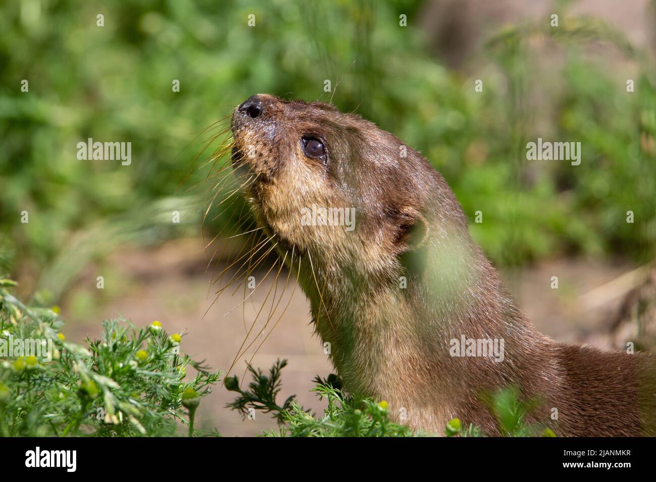 young otter looking up with a natural green background Stock Photo