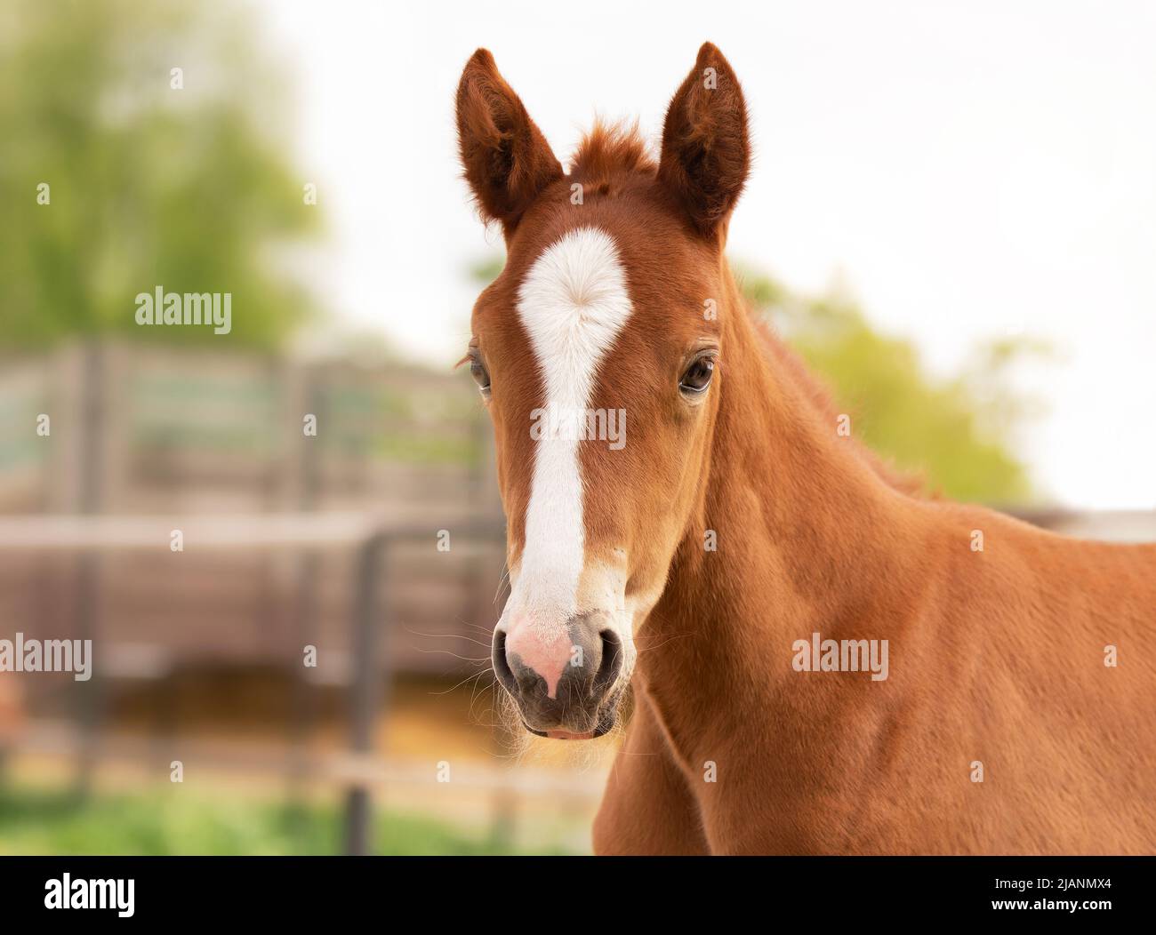 The foal's head is a close-up. Portrait of a thoroughbred colt grazing in a meadow. Pasture on a sunny summer day. Summer background Stock Photo