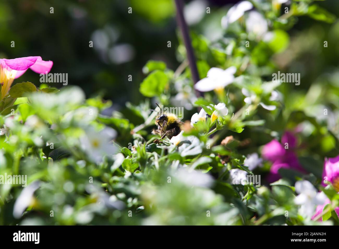 Close-up of a foraging bee Stock Photo