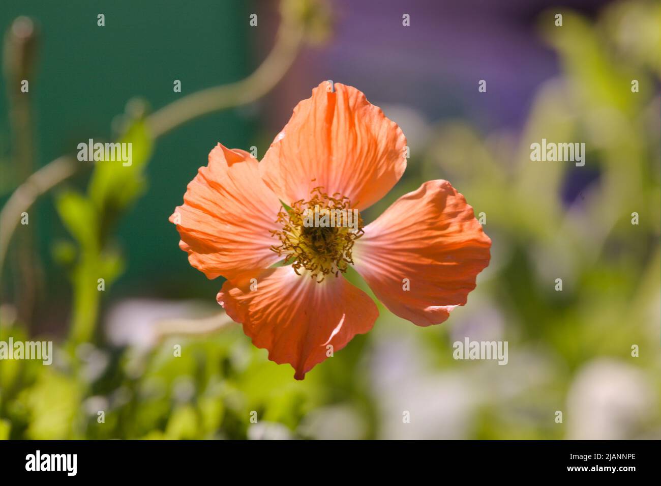Close-up of an Armenian poppy flower, Papaver lateritium Stock Photo