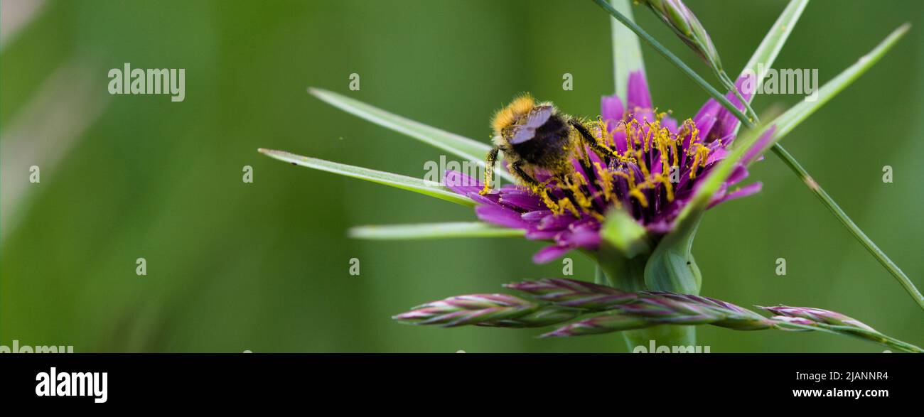 Bee covered in pollen foraging on a Purple Goatsbeard Flower ,  Tragopogon porrifolius Stock Photo