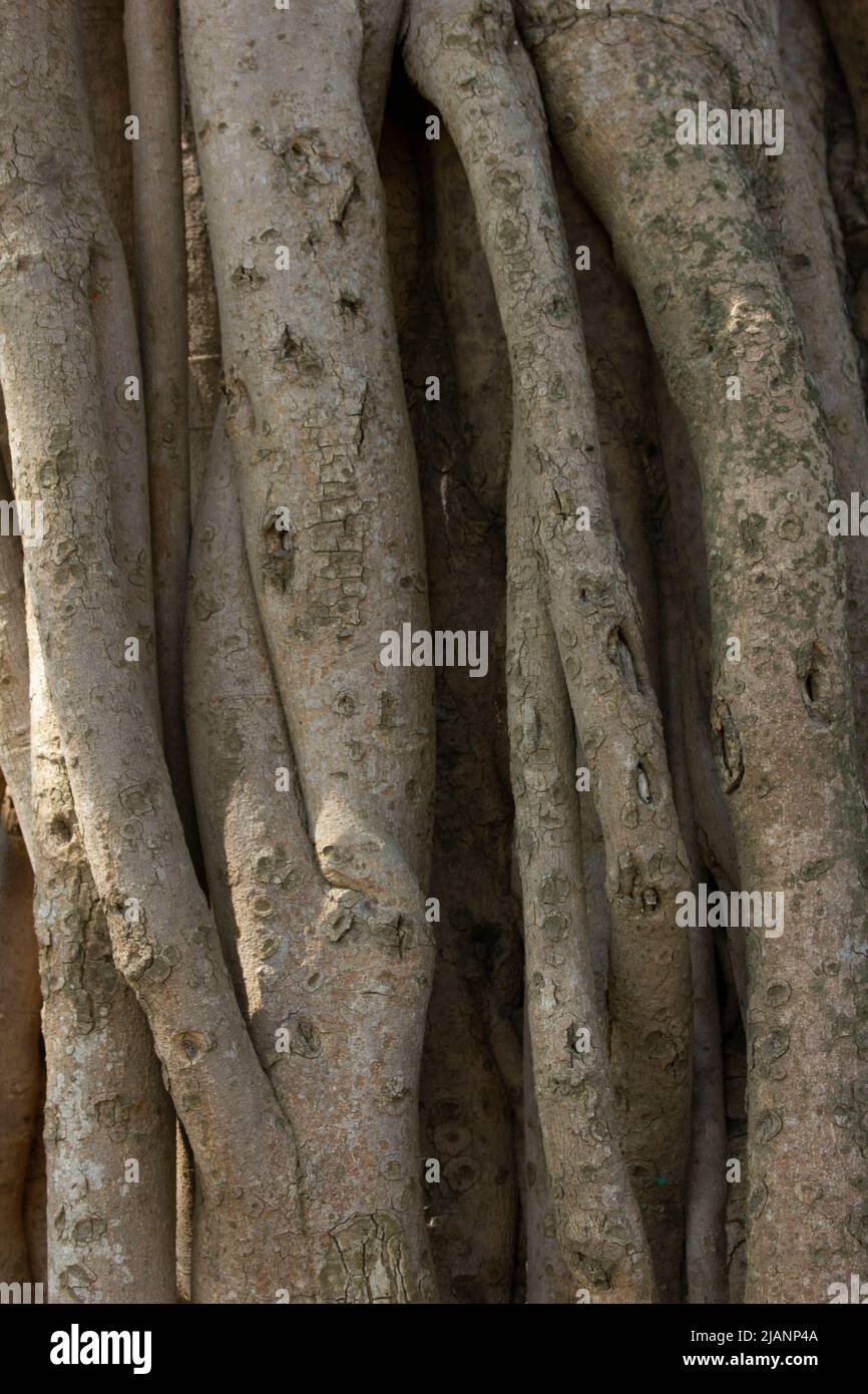 Multi stem trunk of a tree Stock Photo Alamy