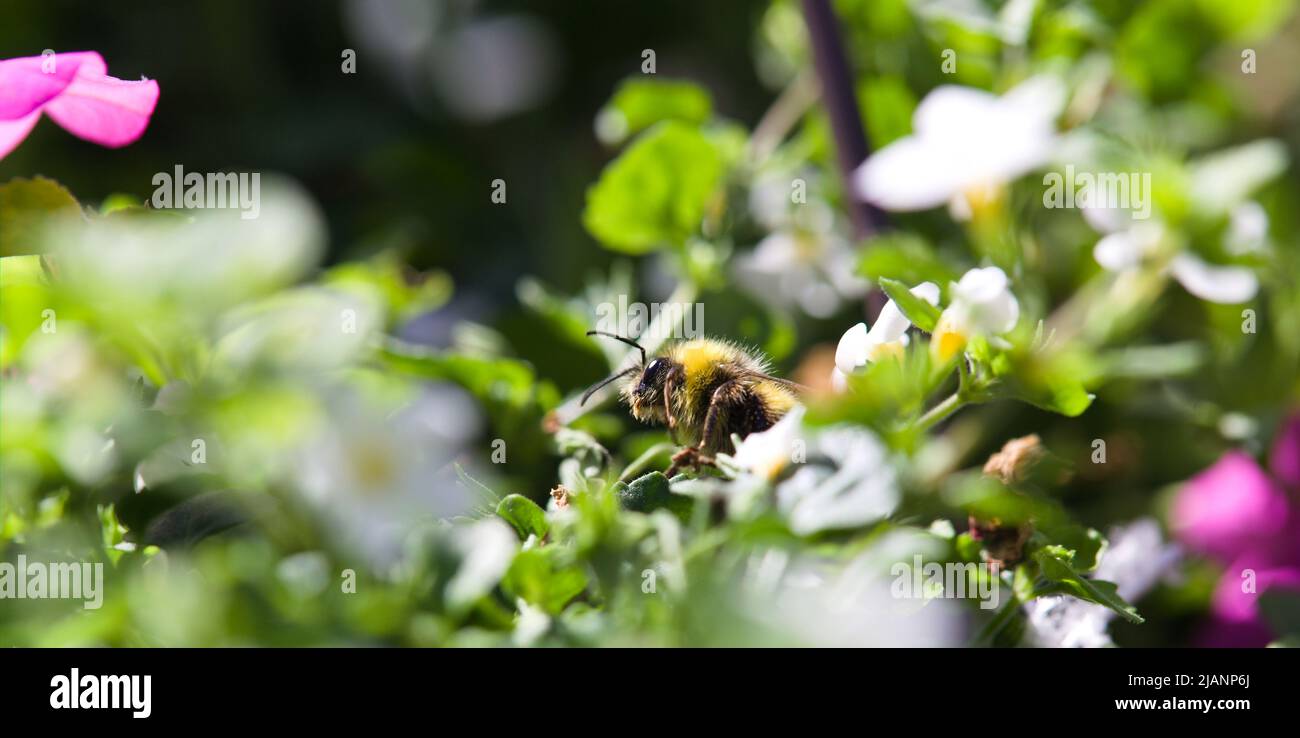 Close-up of a foraging bee Stock Photo