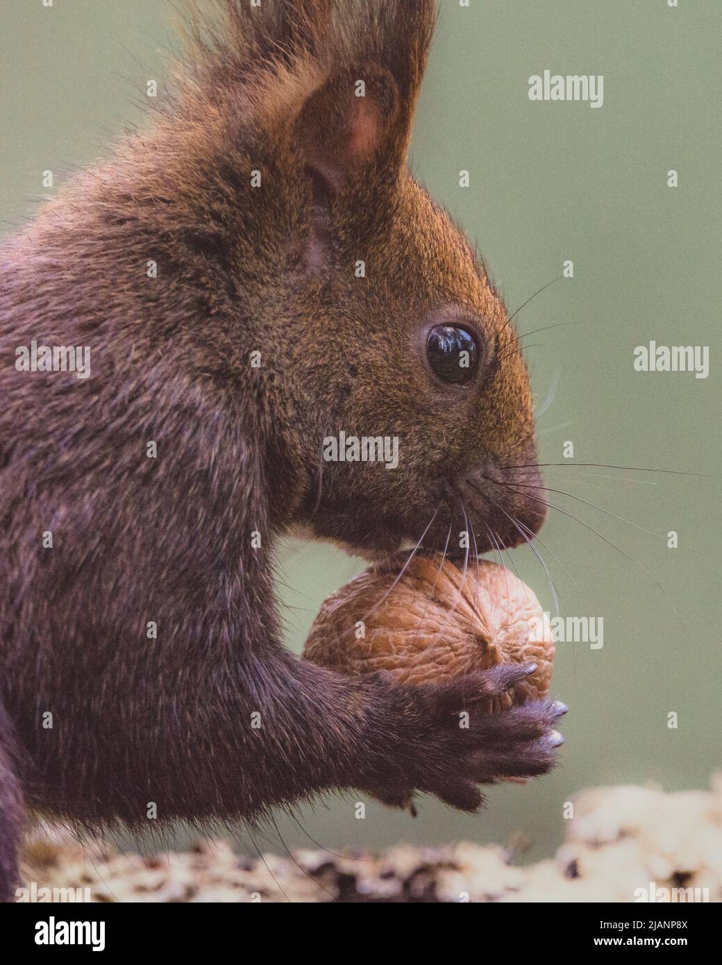 Close-up portrait of squirrel with nut in its paws Stock Photo