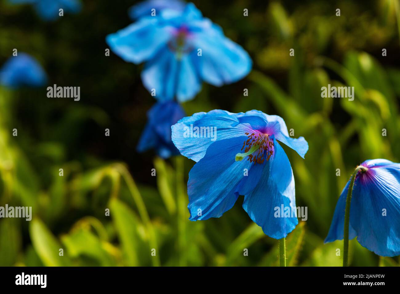 blue himalayan poppy flowers Stock Photo