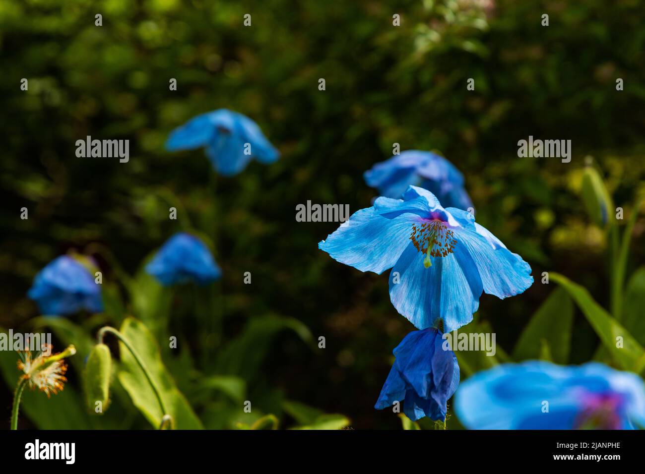 blue himalayan poppy flowers Stock Photo