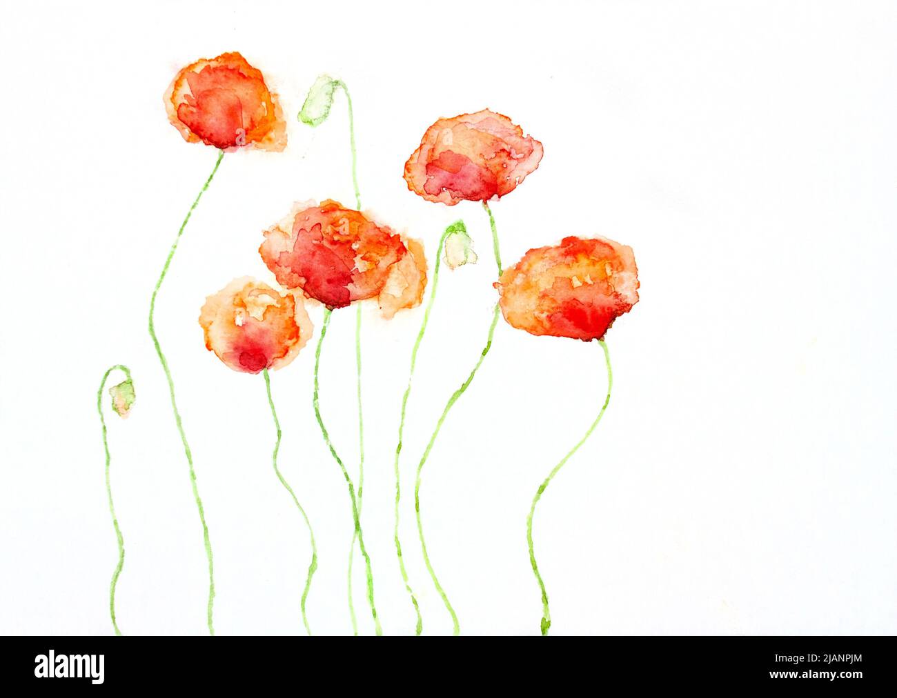 Watercolour poppies hi-res stock photography and images - Alamy