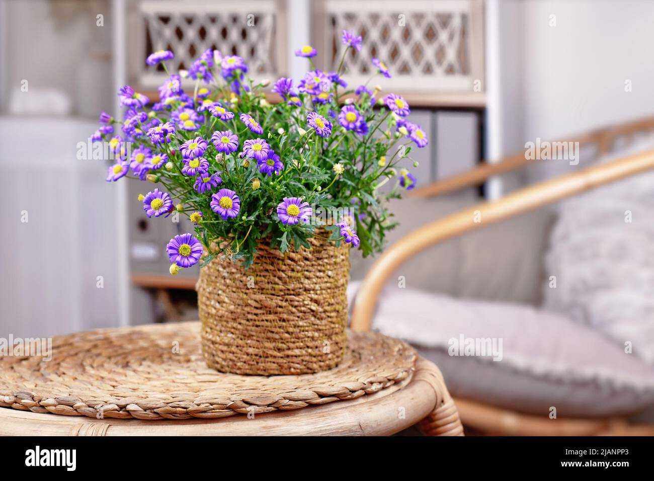 Blooming purple rocky daisy flowers in basket pot on table Stock Photo
