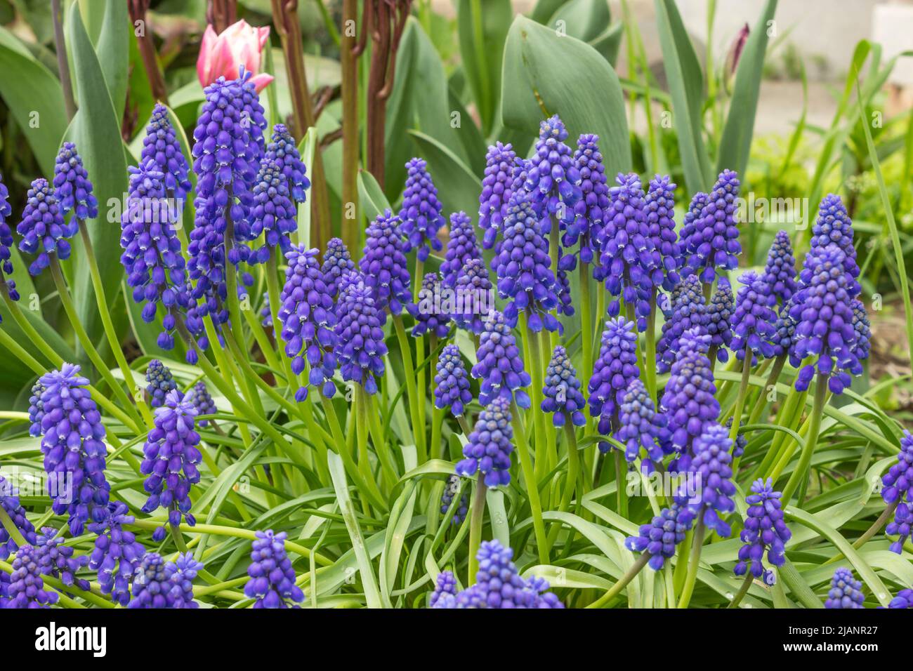 Tender violet Muscari  flowers. Spring flowering. Grape hyacinth Muscari flowers .Spring season. Floral background Stock Photo