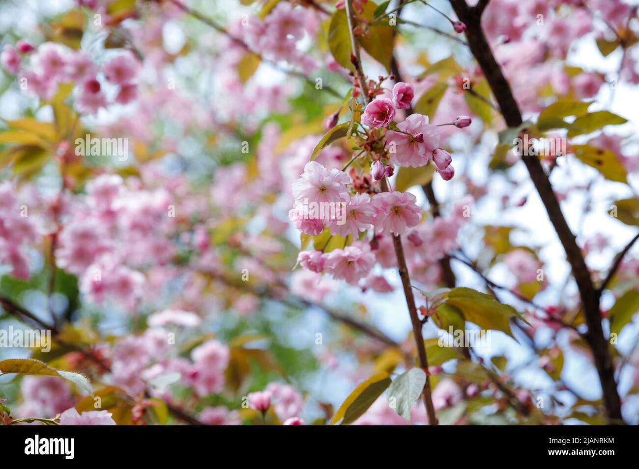 A close-up of pink cherry blossom, japanese sakura tree in spring Stock ...