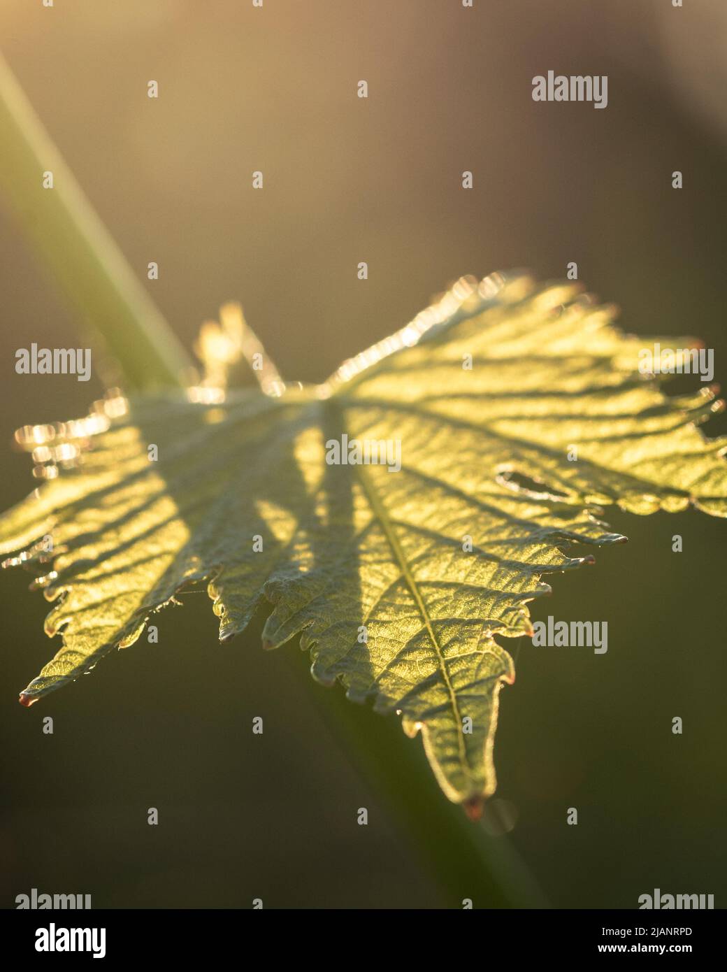 Green vine leaves with backlight. Soft light green grape leaves in spring. Leaf vine shoots in the garden in the hot sun. Stock Photo