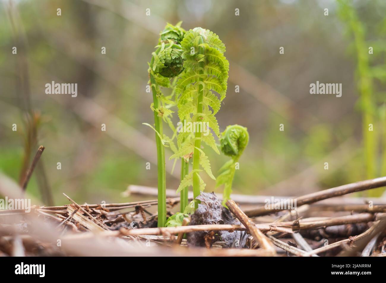 Small green leaves of fern Stock Photo Alamy