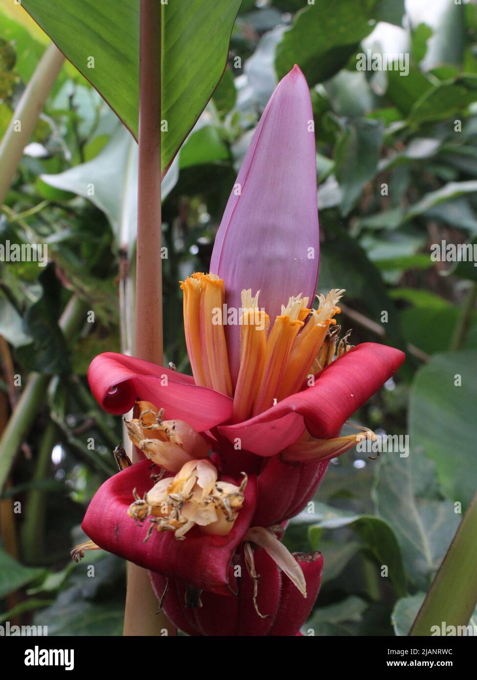 Flowers of the tropical plant Musa velutina Stock Photo
