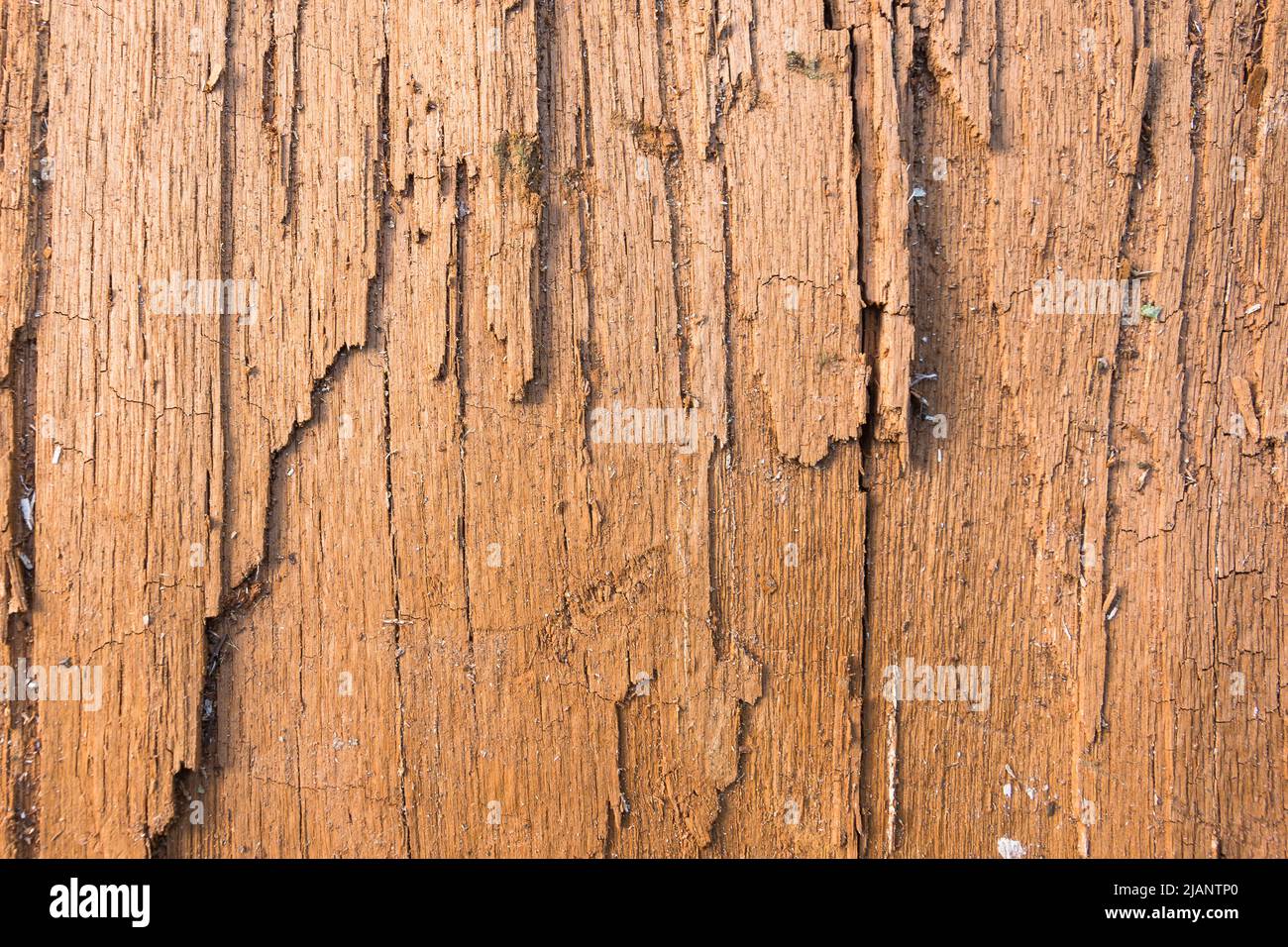 Brown wood texture cracked, dry. Abstract background, empty template Stock Photo