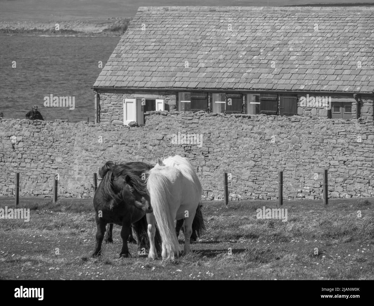 the Shetland island in scotland Stock Photo Alamy
