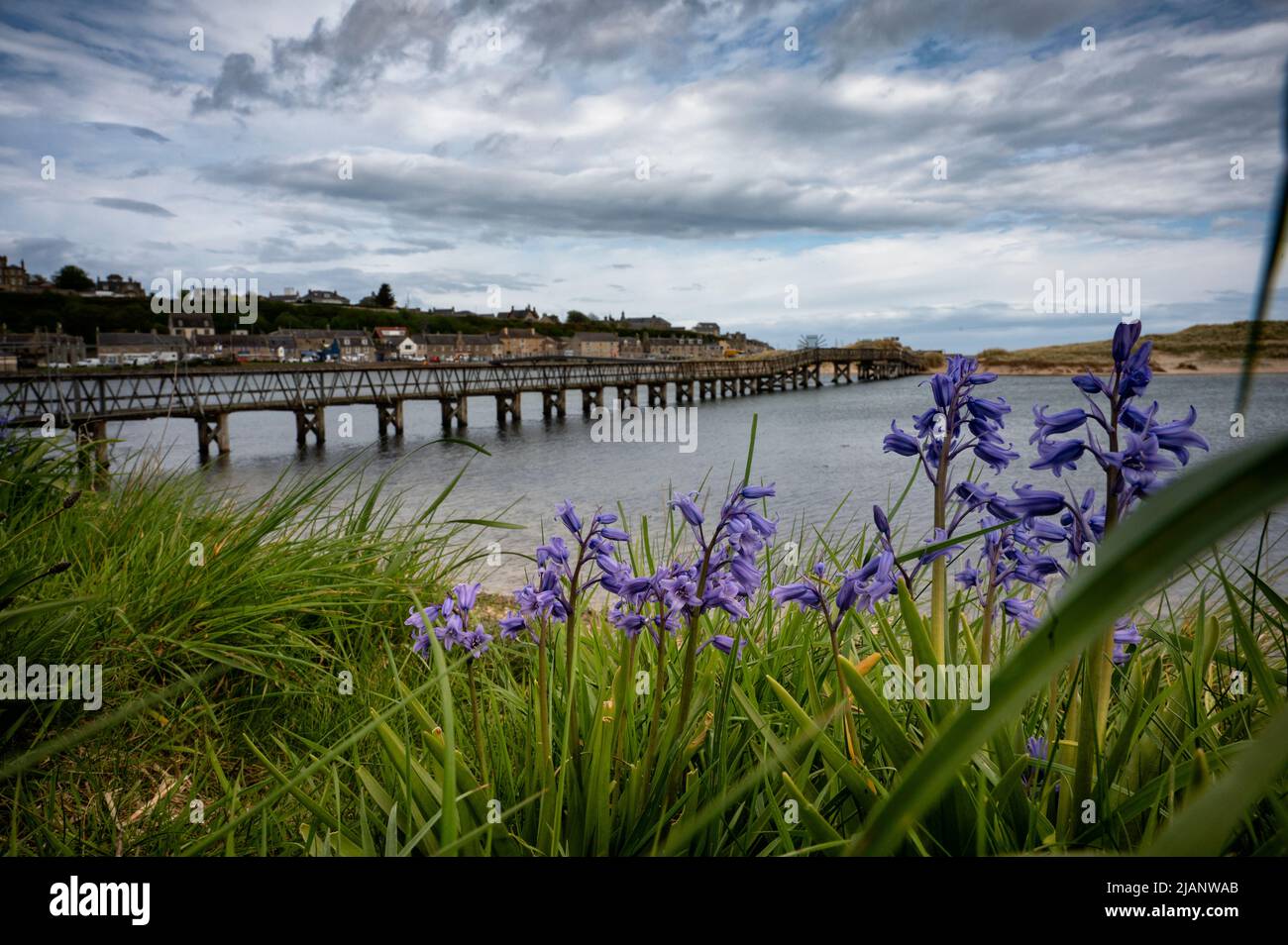 Bluebells growing on the banks of the River Lossie just before it enters the sea at Spey Bay at Lossiemouth. Stock Photo