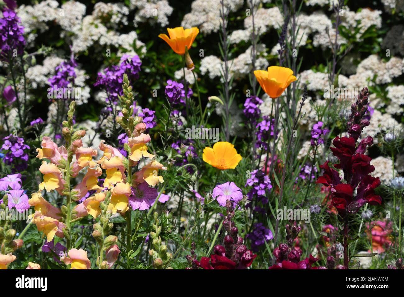 A bright colourful flower border with a mixture of golden and deep red antirrhinums,golden californian poppies,blue love-in-a-mist, nigella, erysimum, Stock Photo