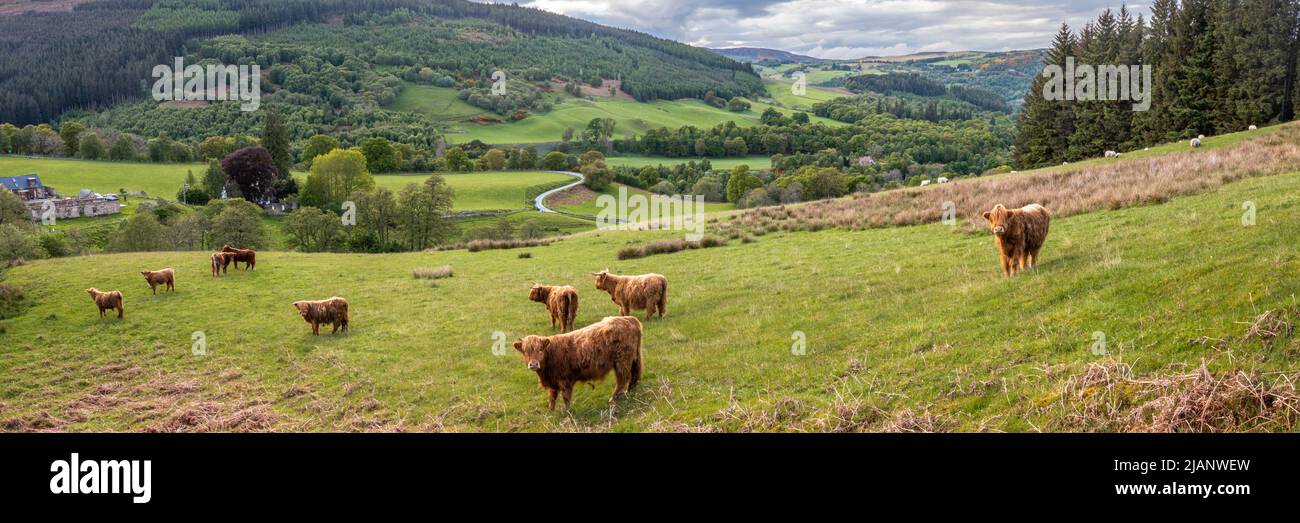 A herd of Highland cows grazing on the hillside above Clunemore in Glen Coiltie. Stock Photo
