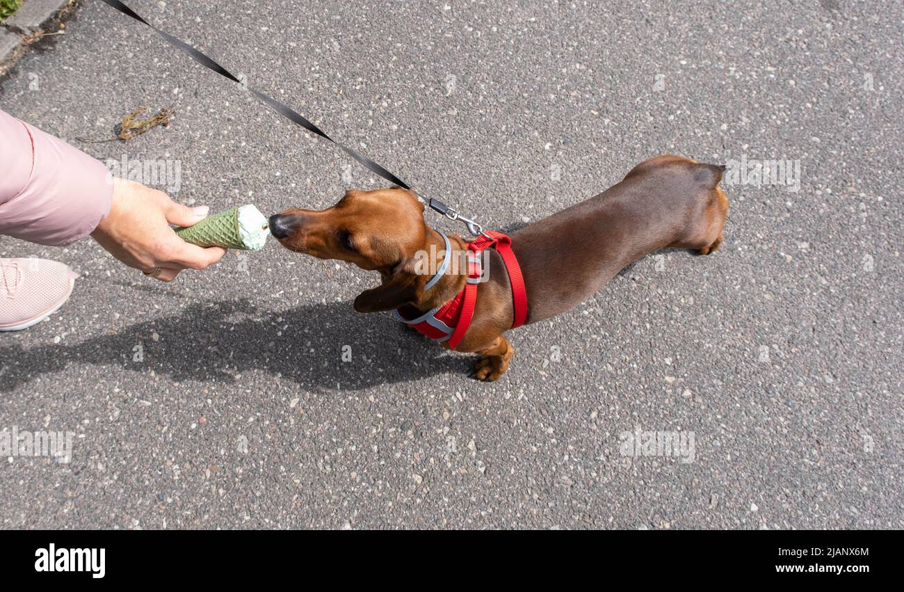 dog dachshund eats ice cream. delicious mint ice cream Stock Photo