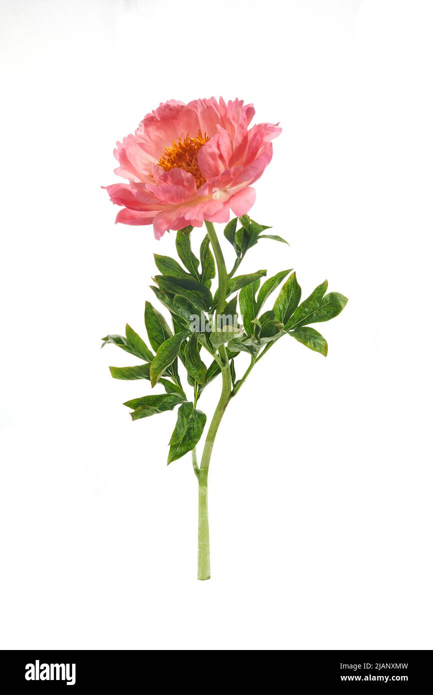 Beautiful pink peony flowers isolated on white background Stock Photo ...