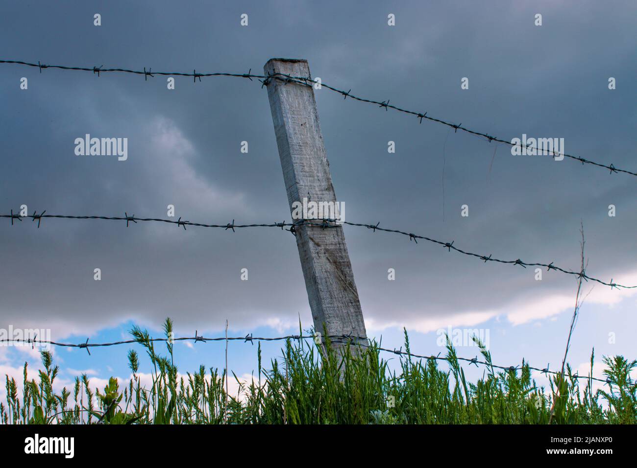 thorn garden fence protecting fields from danger Stock Photo