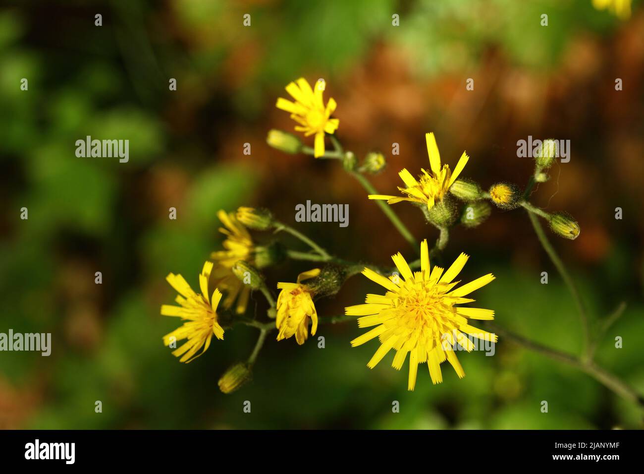 close up of yellow blooming flower Stock Photo