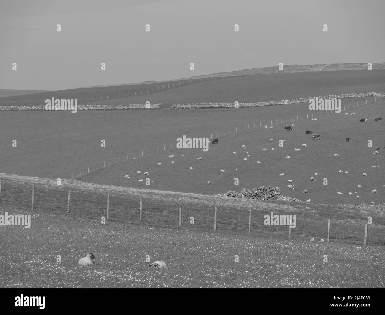 the Shetland island in scotland Stock Photo